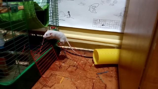 Кузя ворует еду с клетки в трубу:-) (20-й день)