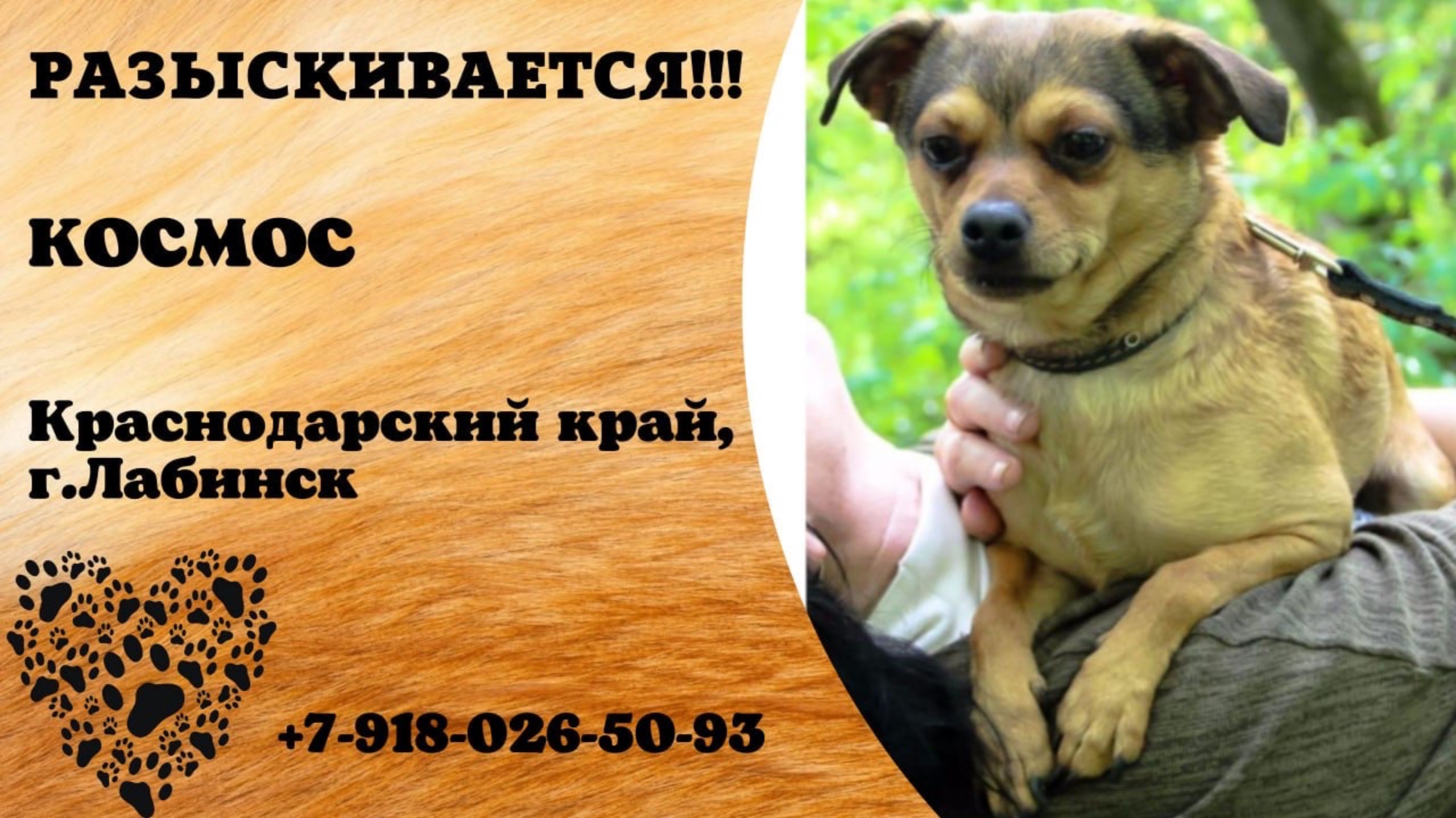 Пропала собака! КОСМОС. Краснодарский край, г.Лабинск.