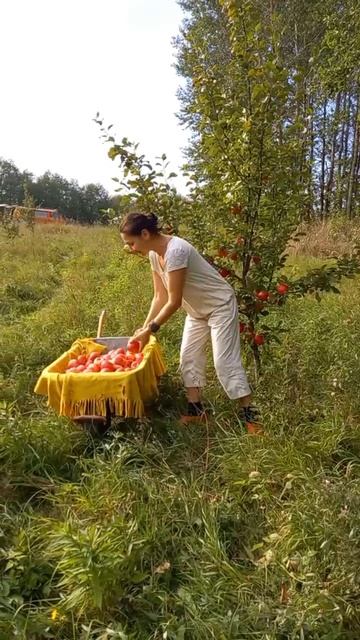 Урожай 2024 ! Мы так ждали этих яблочек ))
