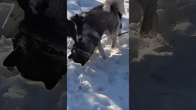 VID_20240310_160848.mp4