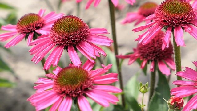 Echinacea Delicious Candy®