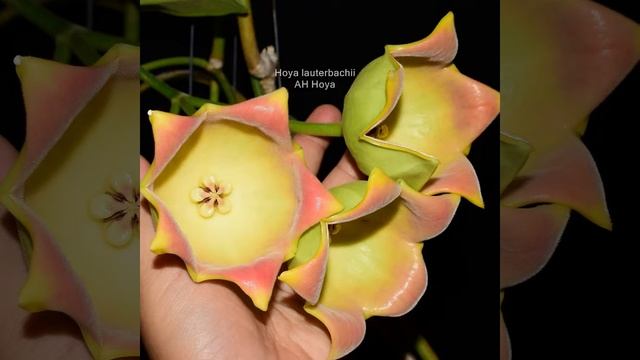 Hoya Lauterbachii - AH Hoya