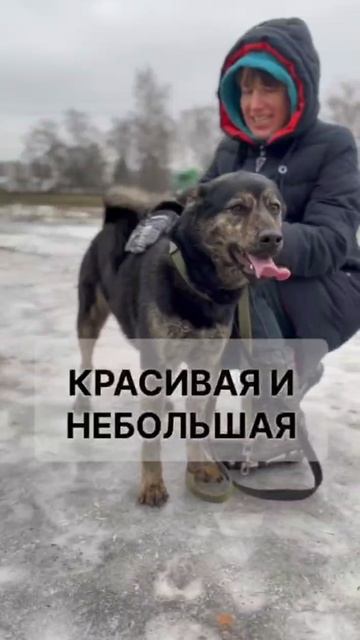 Аэлита из приюта в добрые руки /Москва, Некрасовка