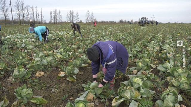 Уборка капусты в «Рудаково» (21.10.2021)