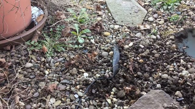 Military shovel test