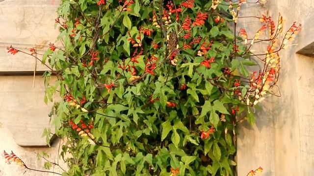 Mina lobata / Spanish flag vine | Amazingly beautiful vine to grow at home