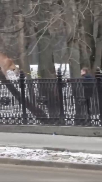 Сегодня пуму по кличке Геркулес из Кунцево передали в зоопарк 🐅