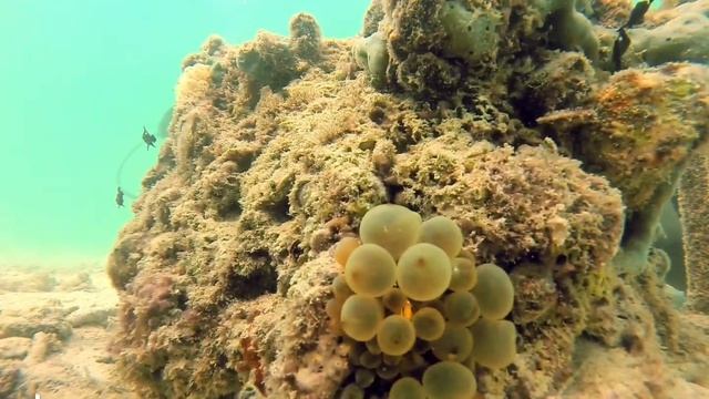Ocellaris Clownfish in Heteractis magnifica anemone