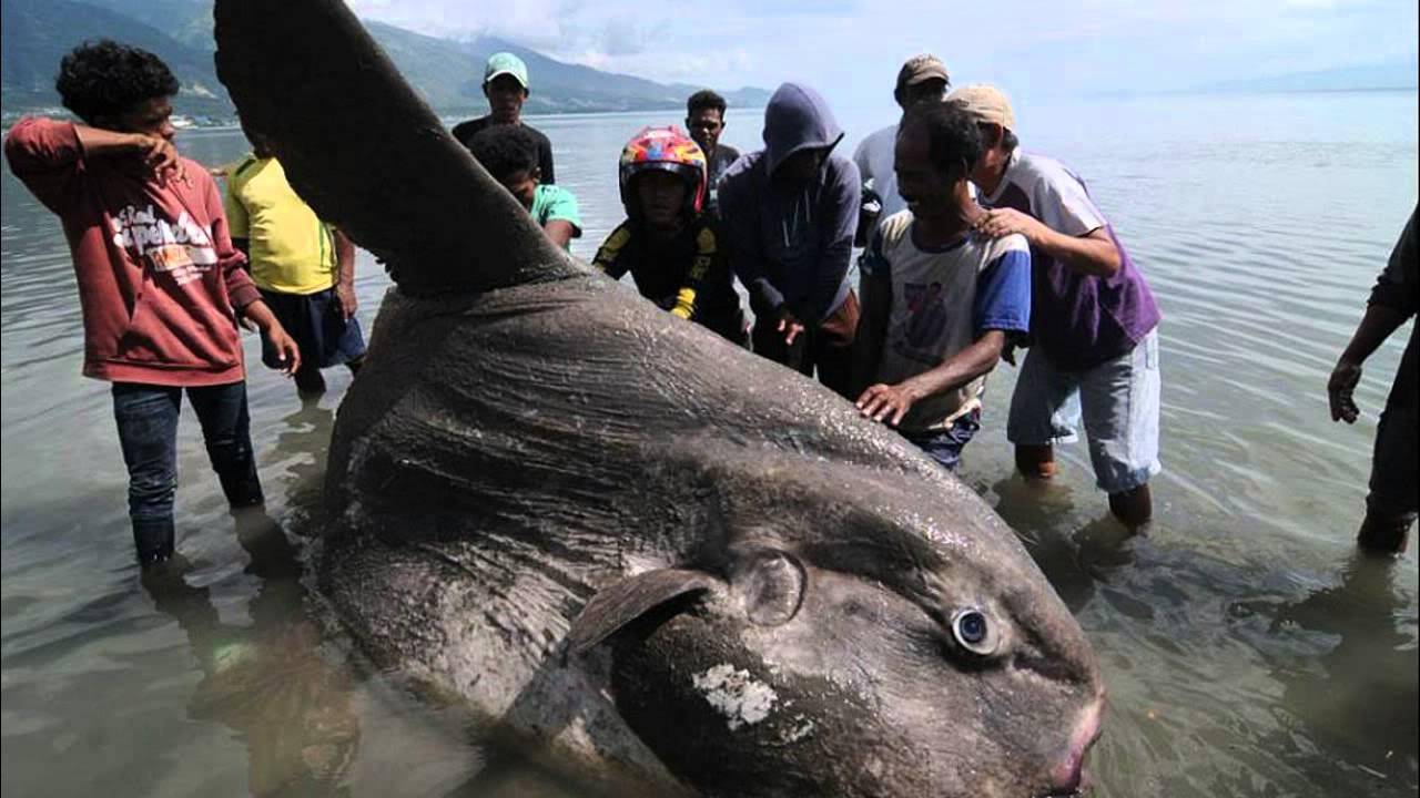 5 самых больших рыб на планете