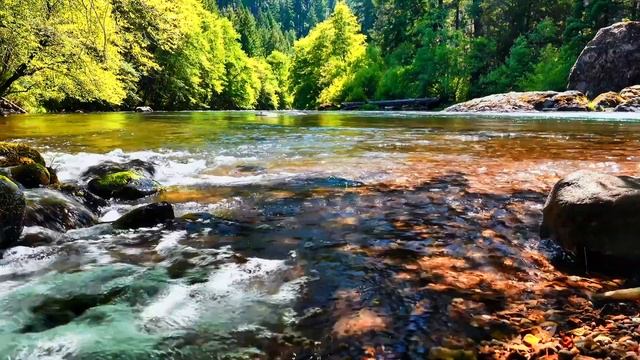 Изумительно прекрасная река. Поток и шум воды. Лесная идиллия на видео.