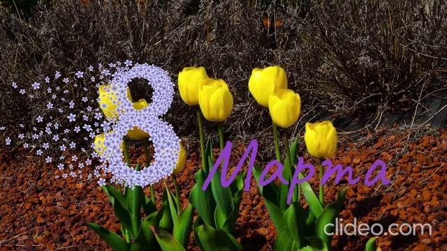Цветы к 8 марту.