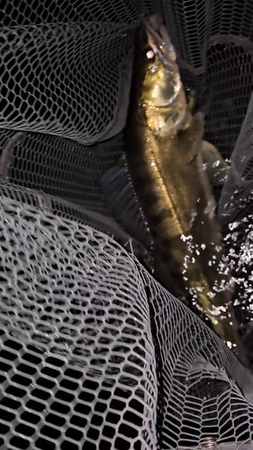 СУДАКИ НА КАЖДОМ ЗАБРОСЕ!  #рыбалка #fishing