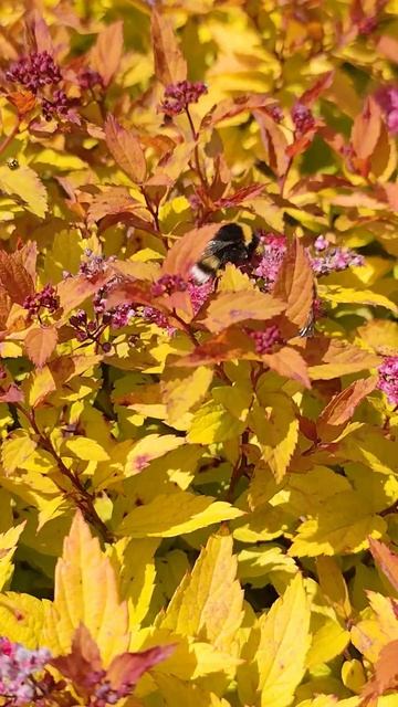 Queen White-tailed bumblebees (Bombus lucorum agg.) foraging on Spirea japonica 23/06/2024 Part 1