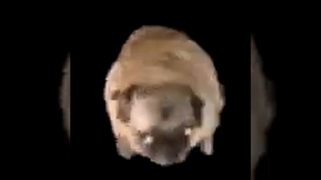 сало сало сало украiнське сало