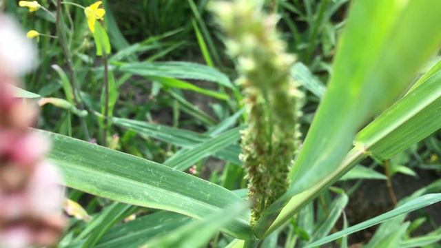 Europese Hanenpoot (Echinochloa crus-galli) - 2017-07-13