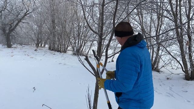 Winter Trimming and Pruning Of Fruit Trees with Centurion Lopper and Folding Saw