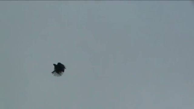 серпастые голуби Skycutters pigeons варга крым