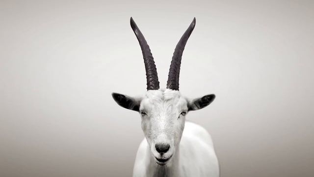 Козловица. Открытие пивного ресторана