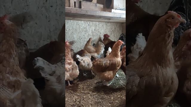 Курочки