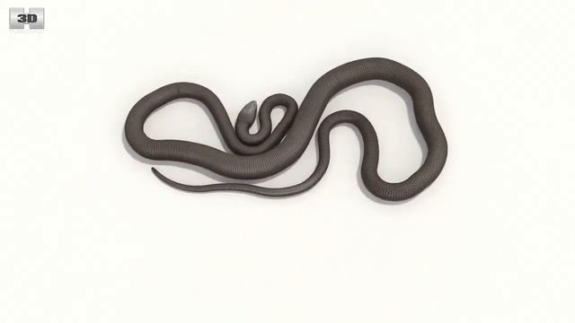 Black Mamba Low Poly 3D model by 3DModels.org