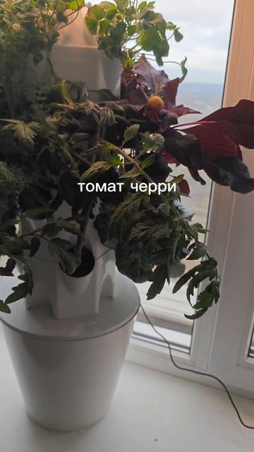 Квартирный огород на подоконнике. Агробашня мини