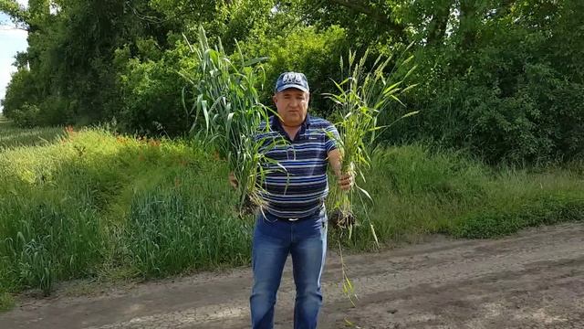 Потенциальные возможности растений мы реализуем своей техникой и технологией. Вы же их убиваете...