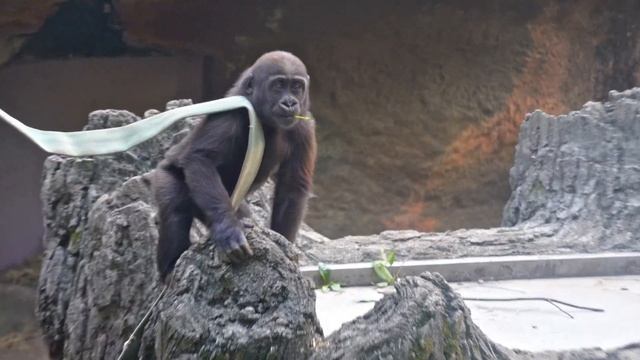 Baby gorilla Sumomo taking Toto's food🦍🦍What's Toto's reaction?