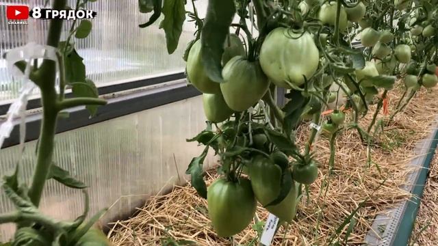 ПОЛИВАЮ этим ТОМАТЫ. ОНИ КРУПНЫЕ И ВКУСНЫЕ, без вершинной гнили и желтых пятен