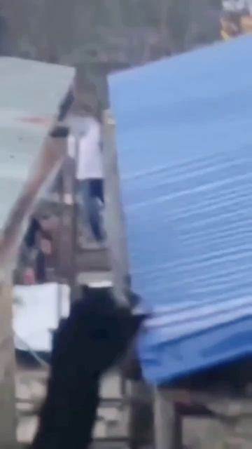 scene_output.mp4
