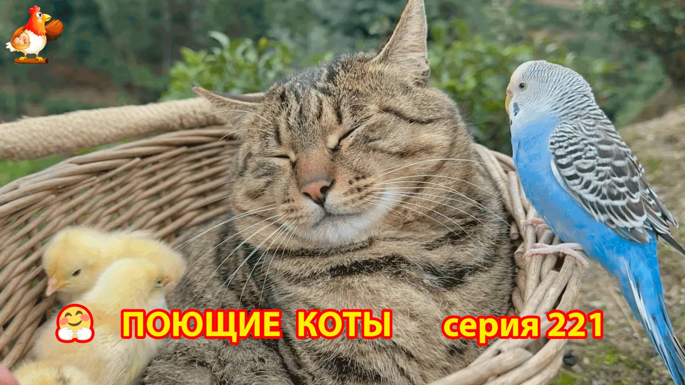 Крутые коты у птичьего двора серия (221) 🐈🐈😹 Природа Абхазии и подворье с птицами и животными ❣