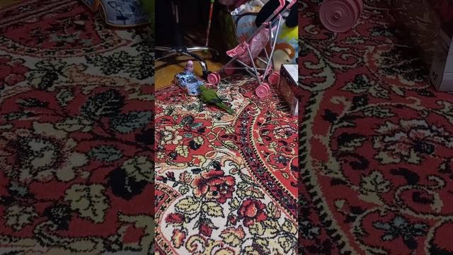 Монах квакер Королева! - катается с машинкой