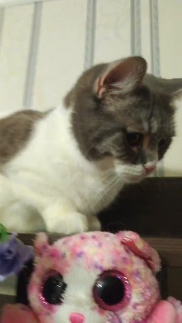 Афина❤️❤️