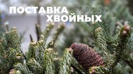 Поставка хвойных растений из Польши: март 2025
