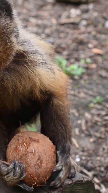 Daily life with  the 600 animals at the rescue zoo - #animalcare #wildlifeconservation #animalrescu