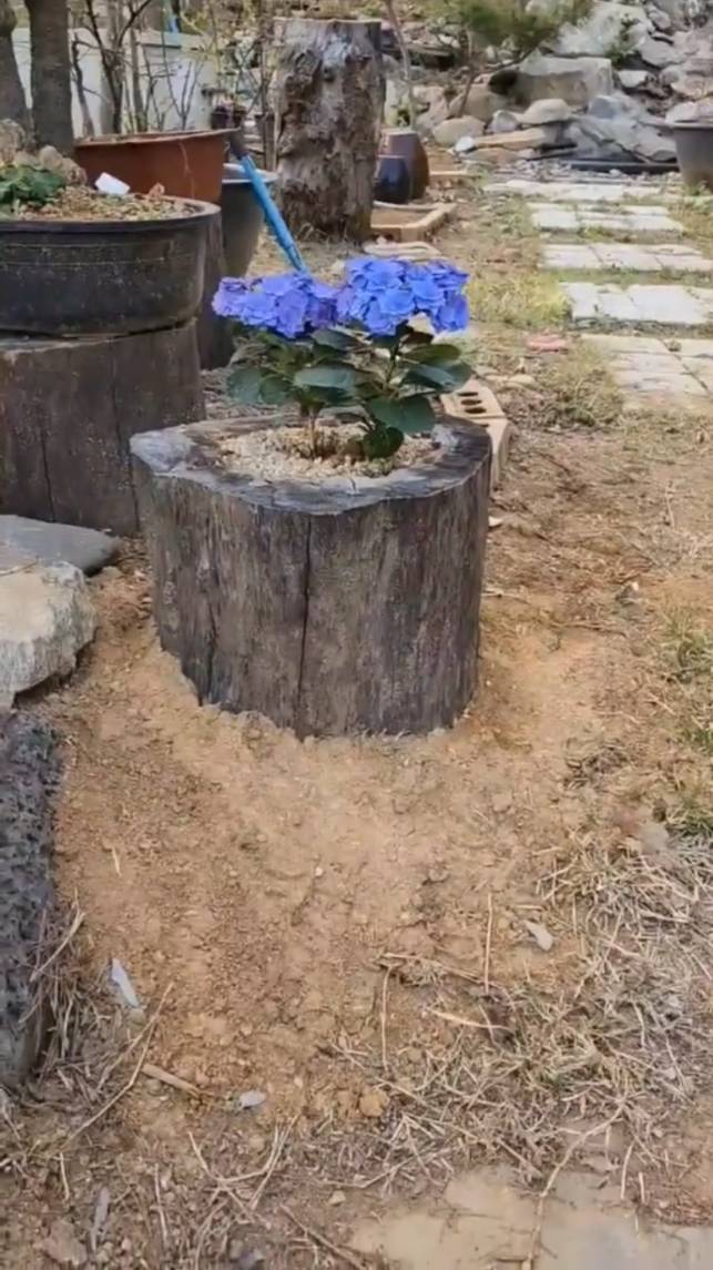 🌺Отличное кашпо для цветника! #shorts #garden #советы