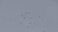 Полеты на Марганецком голубедроме в сильный ветер 17 01 22 г