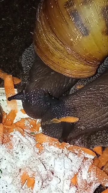 Ужин у Тигромосек#улитка #ярославль #ахатины #ахатинатигр#домашниеулитки