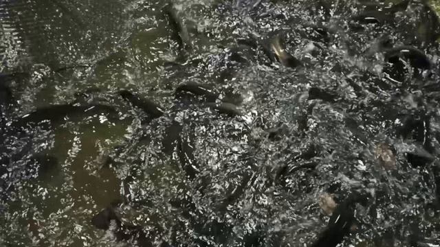 1000060566.mp4