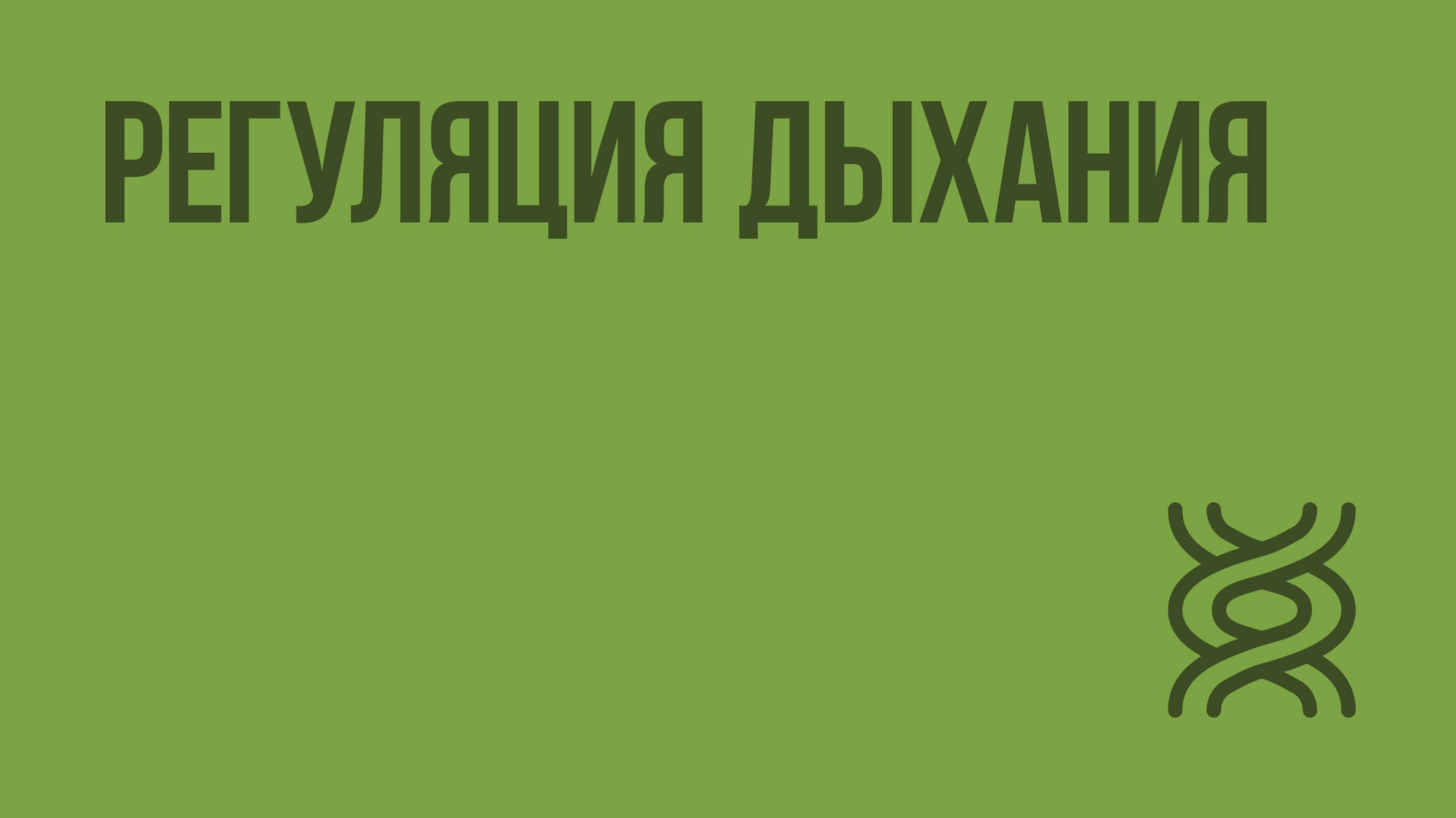 Регуляция дыхания. Видеоурок по биологии 8 класс