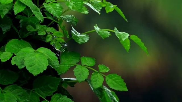 Шумный дождь в лесу. Сочность зеленой листвы. Красоты России на видео.