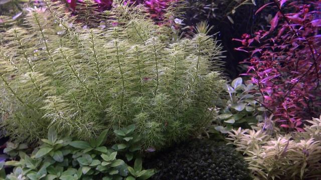 My home aquarium 4K,WRGB Chihiros