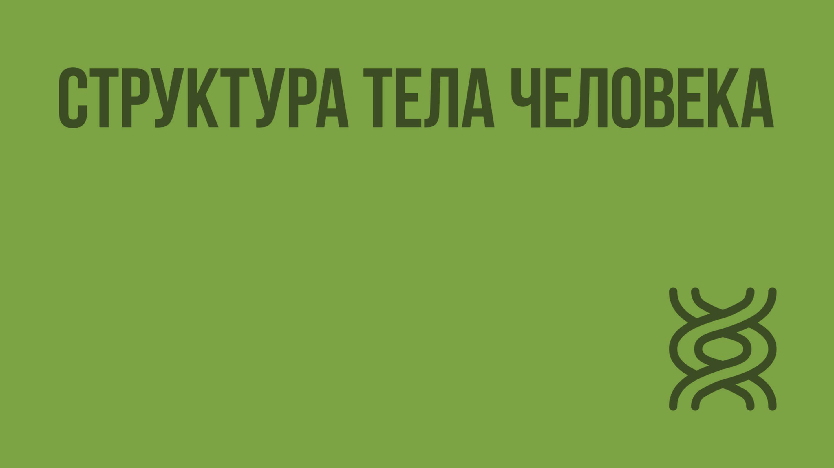 Структура тела человека. Видеоурок по биологии 8 класс