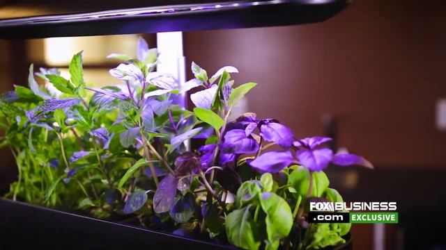The smart garden of the future