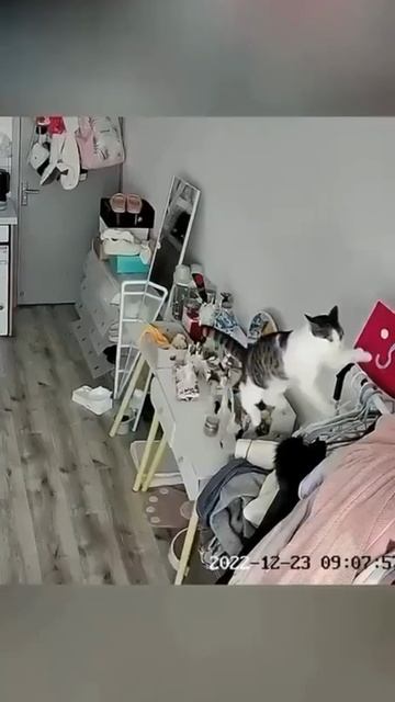 смешные видео с котами