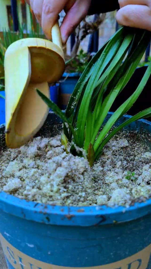 🌿Изготовление удобной ложки-лопатки из бамбука! #shorts #garden #советы