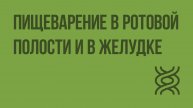 Пищеварение в ротовой полости и в желудке. Видеоурок по биологии 8 класс