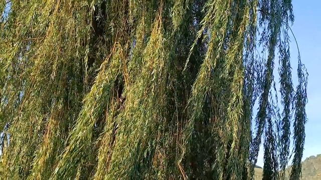 Ностальгия по лету звенит гитарной струной,  и плакучую иву ожидает осенний покой. Поющие пейзажи