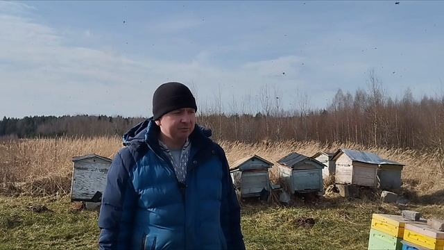 УРААААА УРААААА! первый облёт пчел в этом году!!! 
ответы на комментарии и вопросы