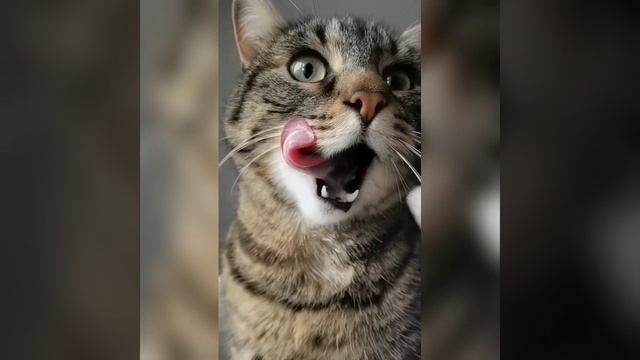 Забавные коты