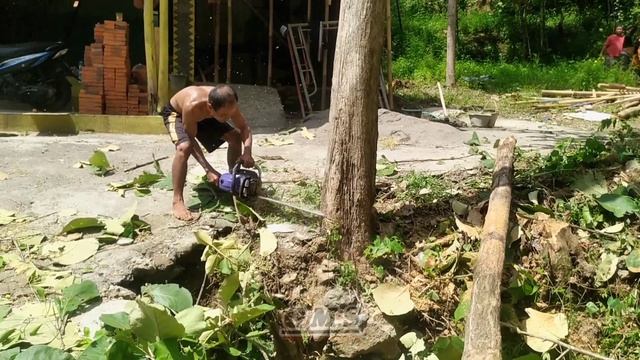 SEKIL ORANG TUA ‼️Tebang Pohon Jati,Dekat Jalan Raya